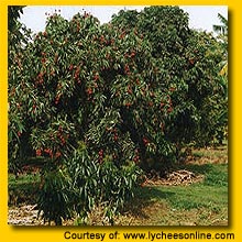 Lychee Trees in Full Fruit